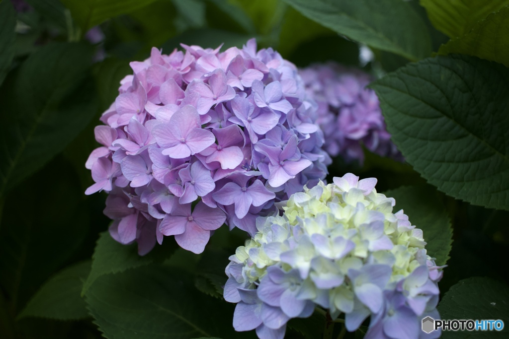 紫陽花さんぽ　③