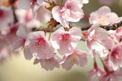 河津桜、咲いてました