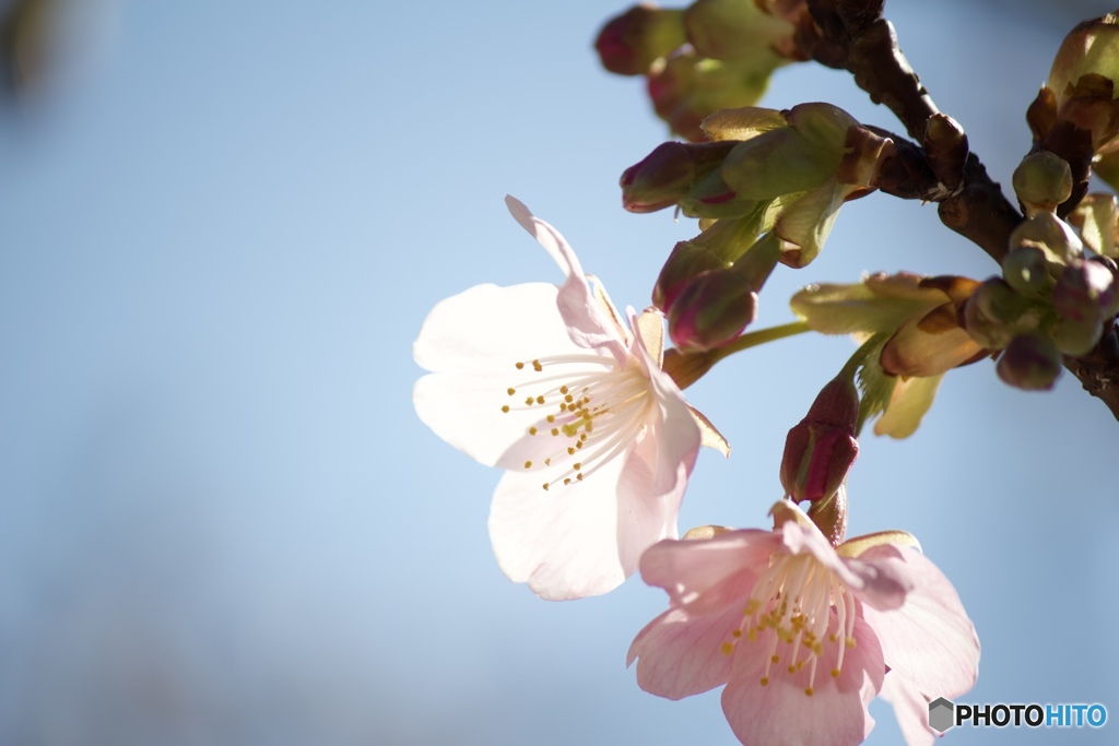 河津桜