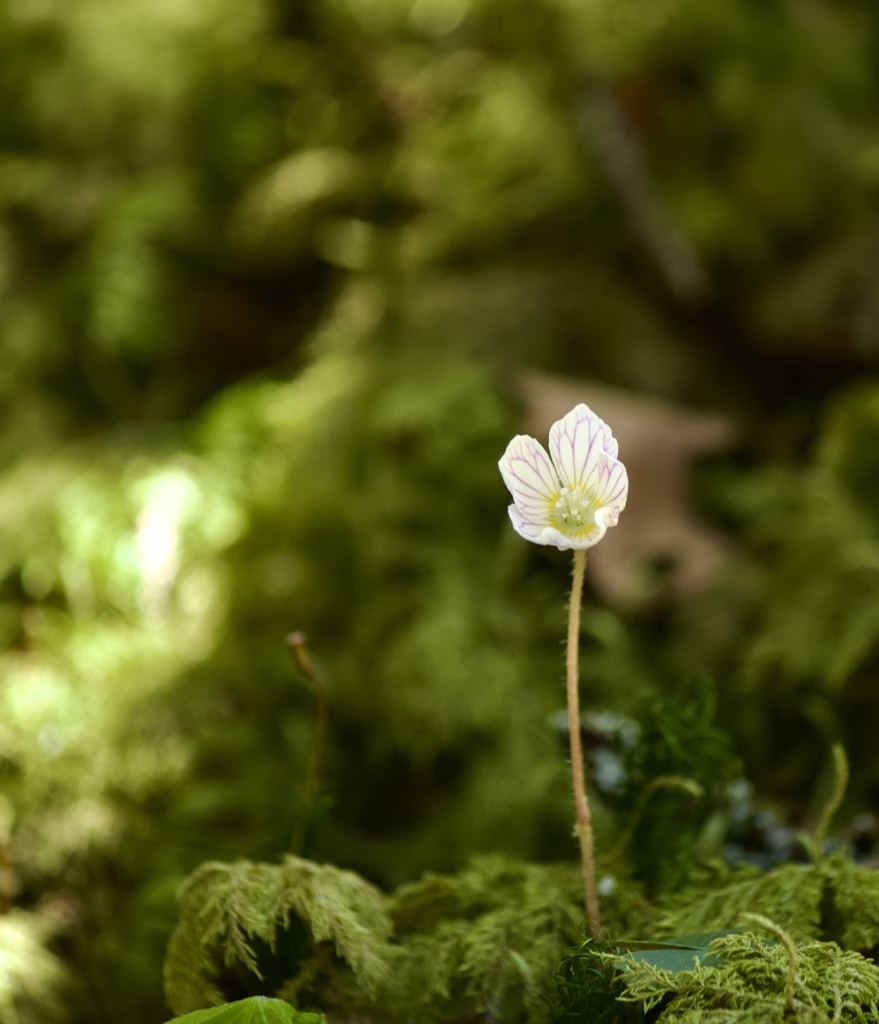 6月　苔の森