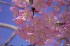 公園の河津桜①