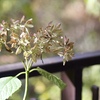 枯れ紫陽花