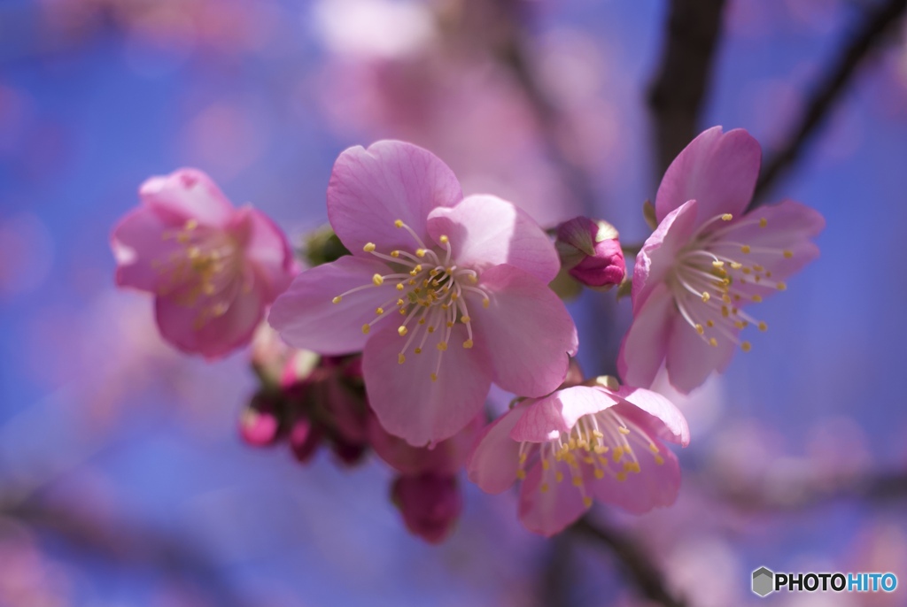 公園の河津桜⑤