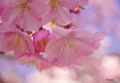 公園の河津桜②