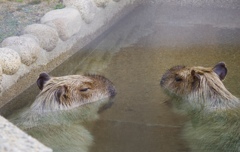 カピパラさん温泉にて