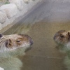 カピパラさん温泉にて