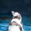 動物園にて　8