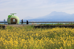 フルーツバス停と菜の花