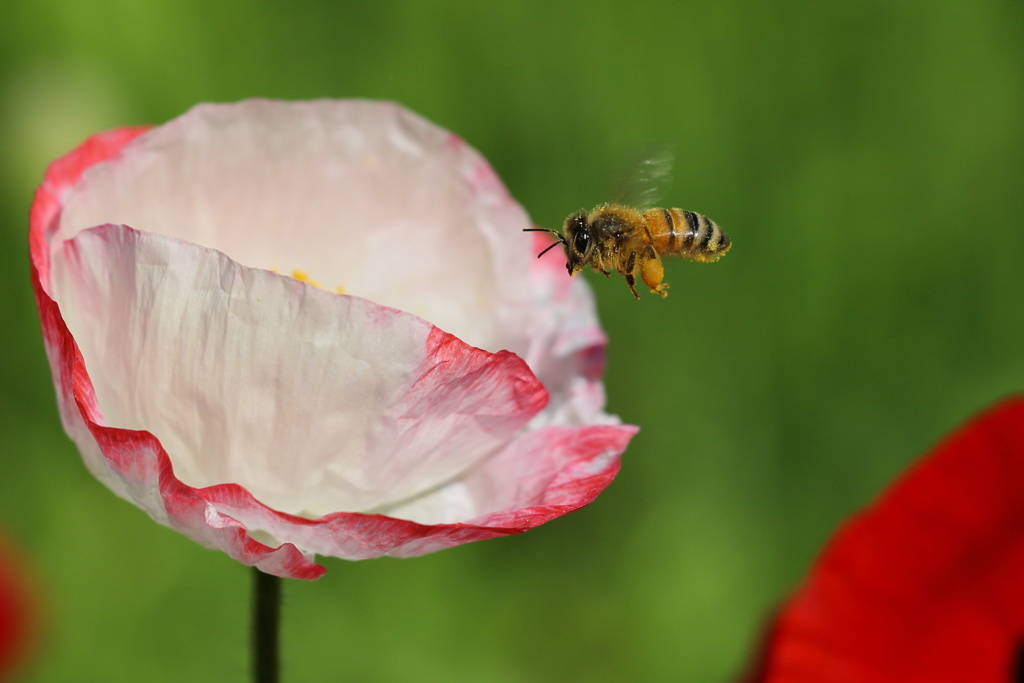 火張山花公園のポピー