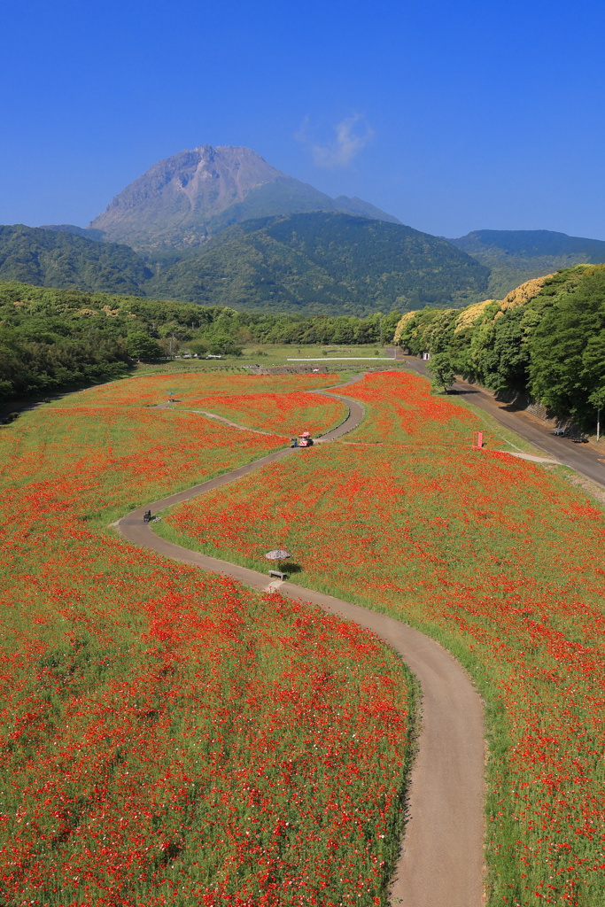 火張山花公園のポピー