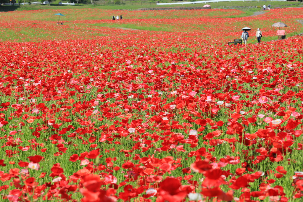 火張山花公園のポピー