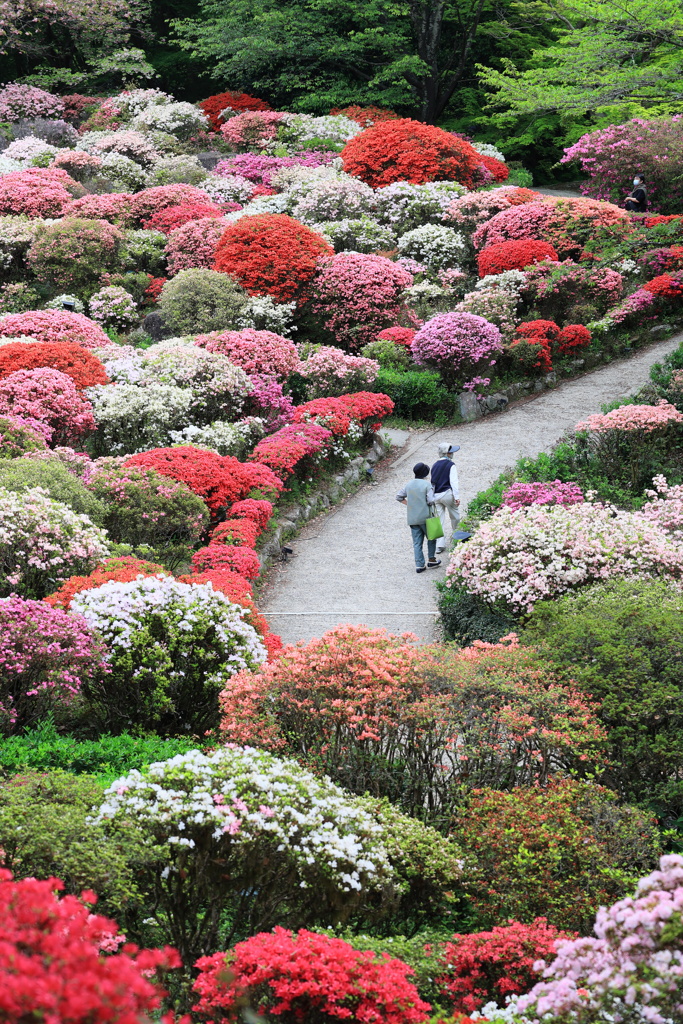 御船山楽園つつじ谷