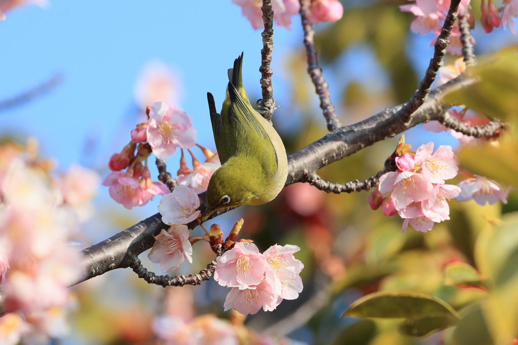 河津桜とメジロ