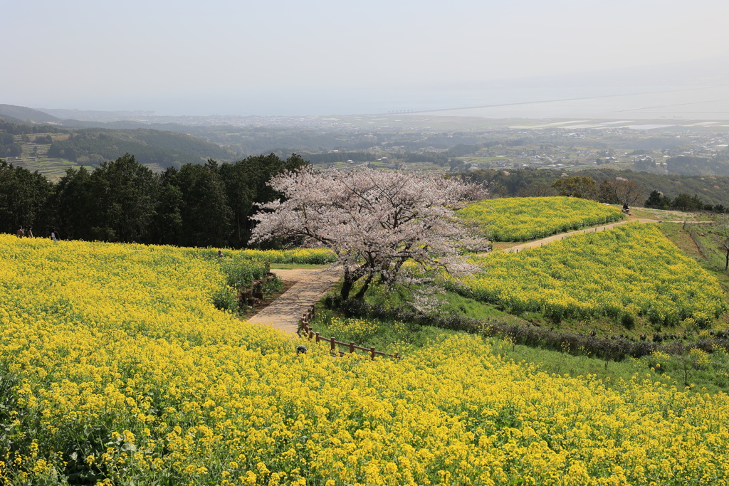 白木峰高原 春 2021