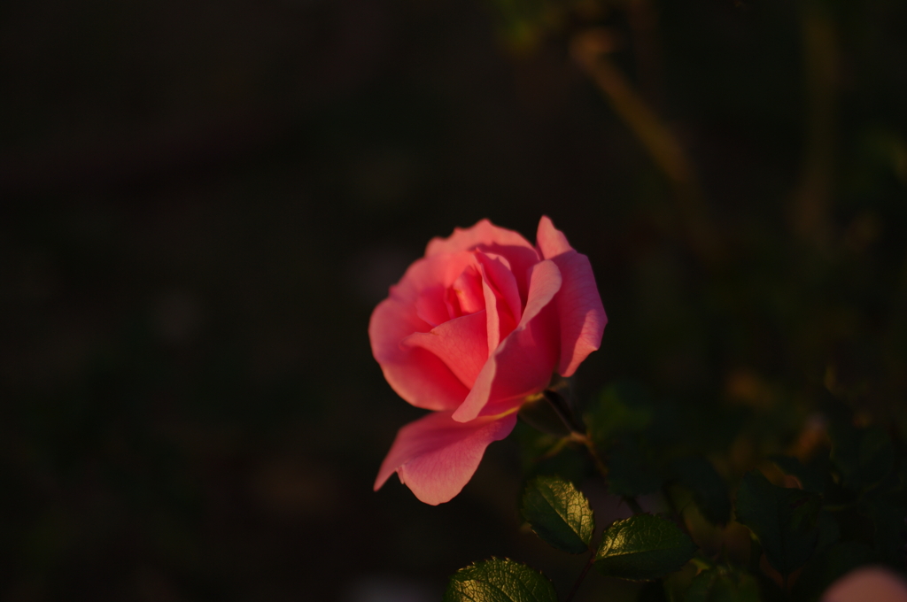 ピンク色の美しいバラ