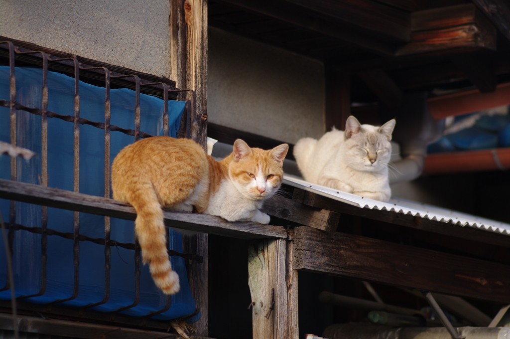 良く晴れた日の猫