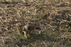 カナヘビを捕らえたチョウゲンボウ