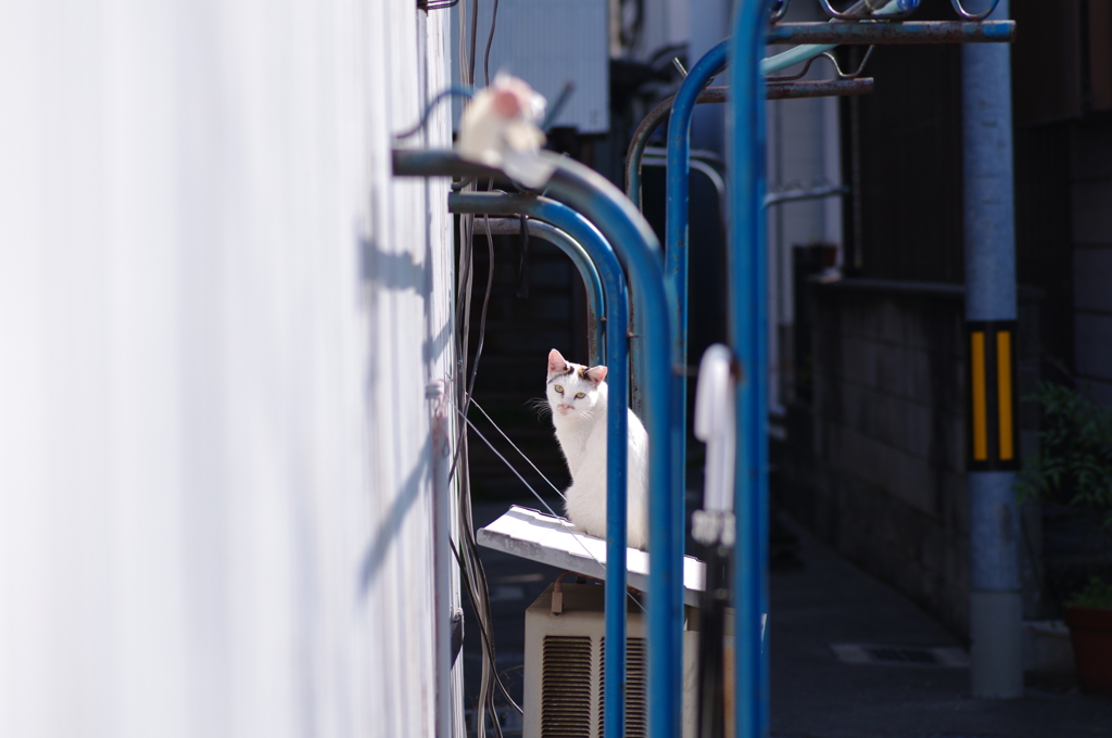 遠くの猫