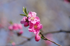 濃いピンクの桃の花２