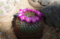 サボテンの花冠