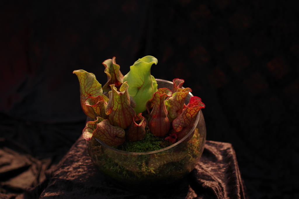 食虫植物の展示