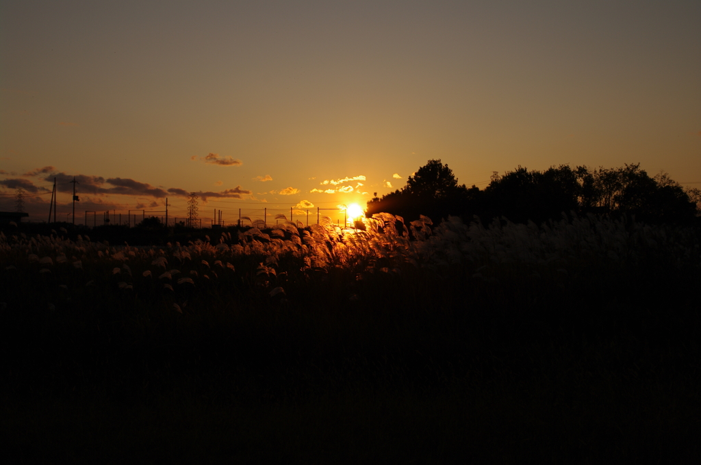 ススキと夕陽