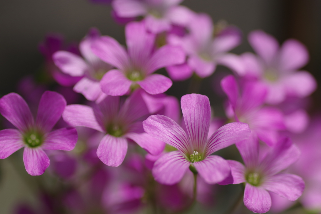 ピンク色の花