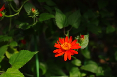朱色の花