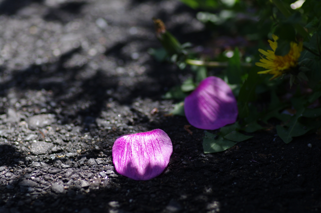 ピンク色の貝殻 By たくあん Id 写真共有サイト Photohito