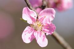 桃の花を拡大