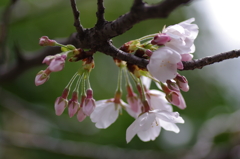 準備運動【桜】