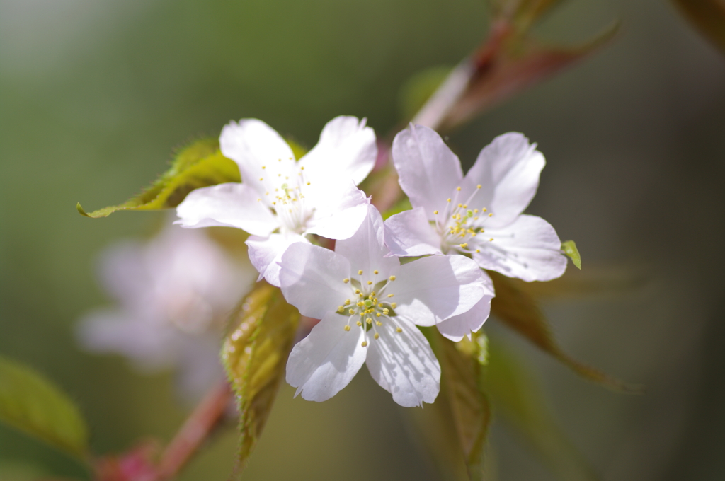 山桜の花を拡大