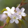 山桜の花を拡大
