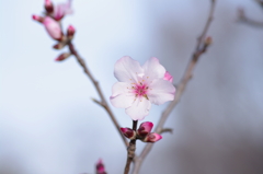 アーモンドの花