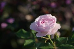 淡いピンク色のバラ