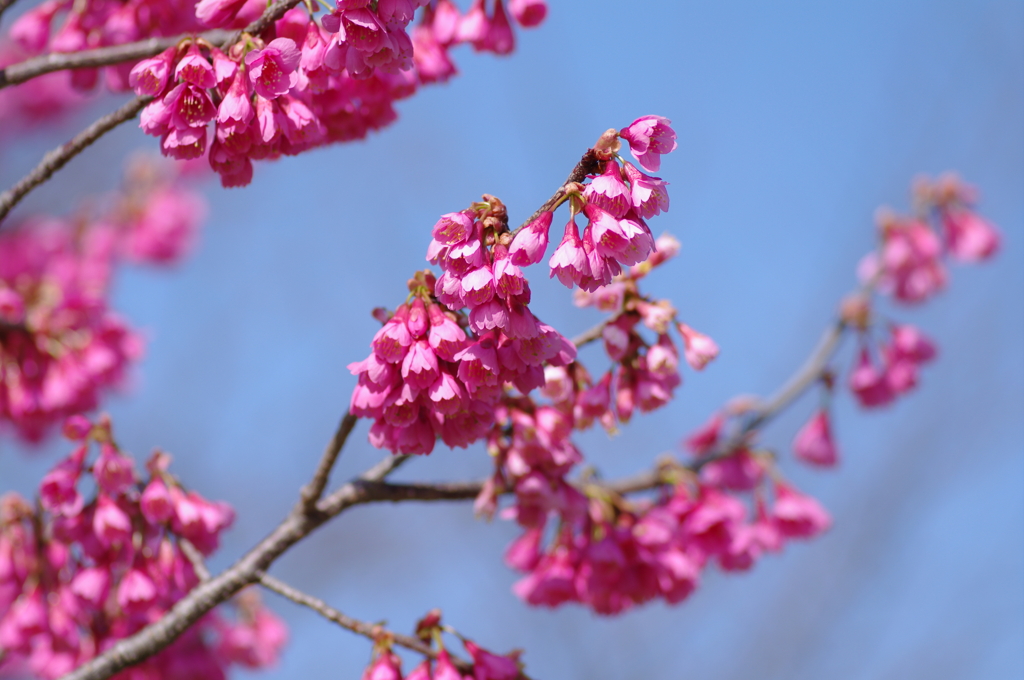 咲き掛けの桜に寄る２