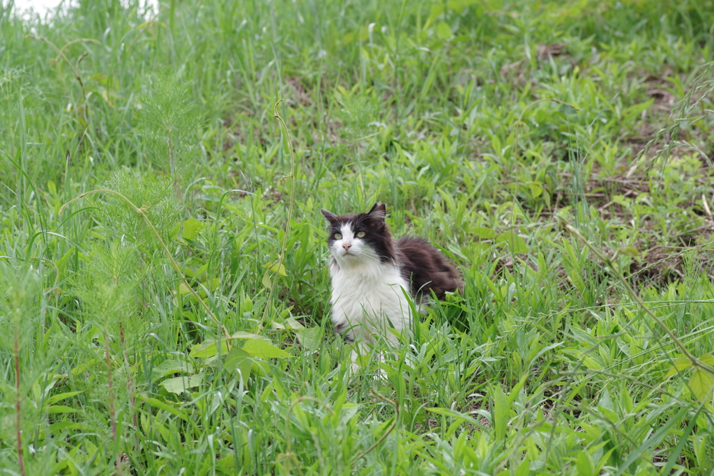恋するきもち【猫】