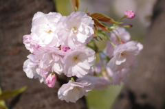 包み込むような【八重桜】