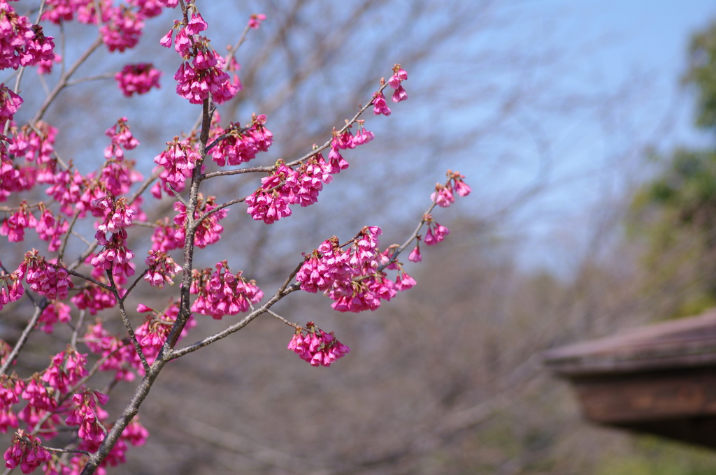 咲き掛けの桜