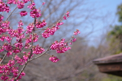 咲き掛けの桜