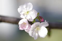 やわらかな桜