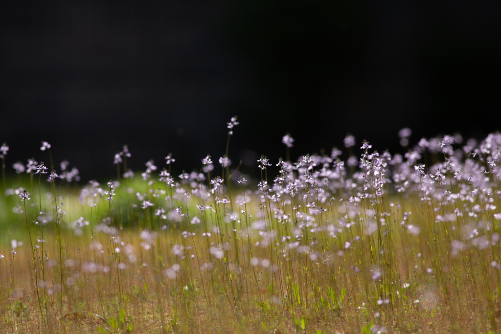 月面に咲いた花