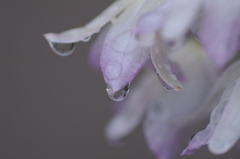 雨に濡れたセッコクの花