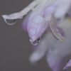 雨に濡れたセッコクの花