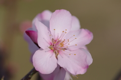 アーモンドの花を拡大