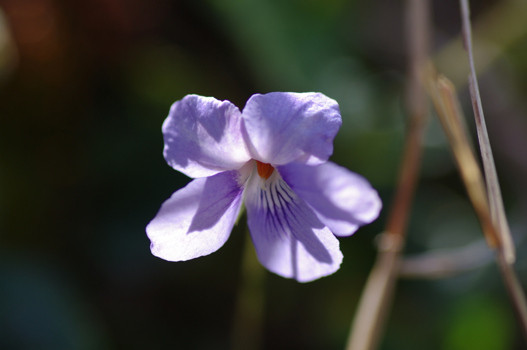 タチツボスミレの花を拡大