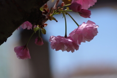 八重桜２