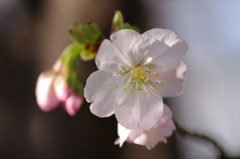 桜の花を拡大