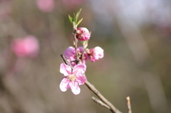 桃の花