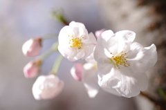 ミツバチ目線【桜】